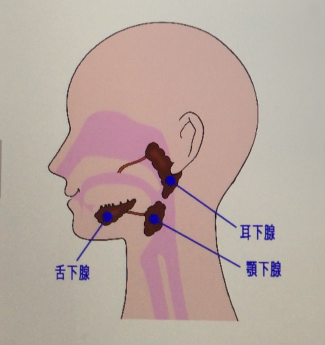 口腔内の唾液腺