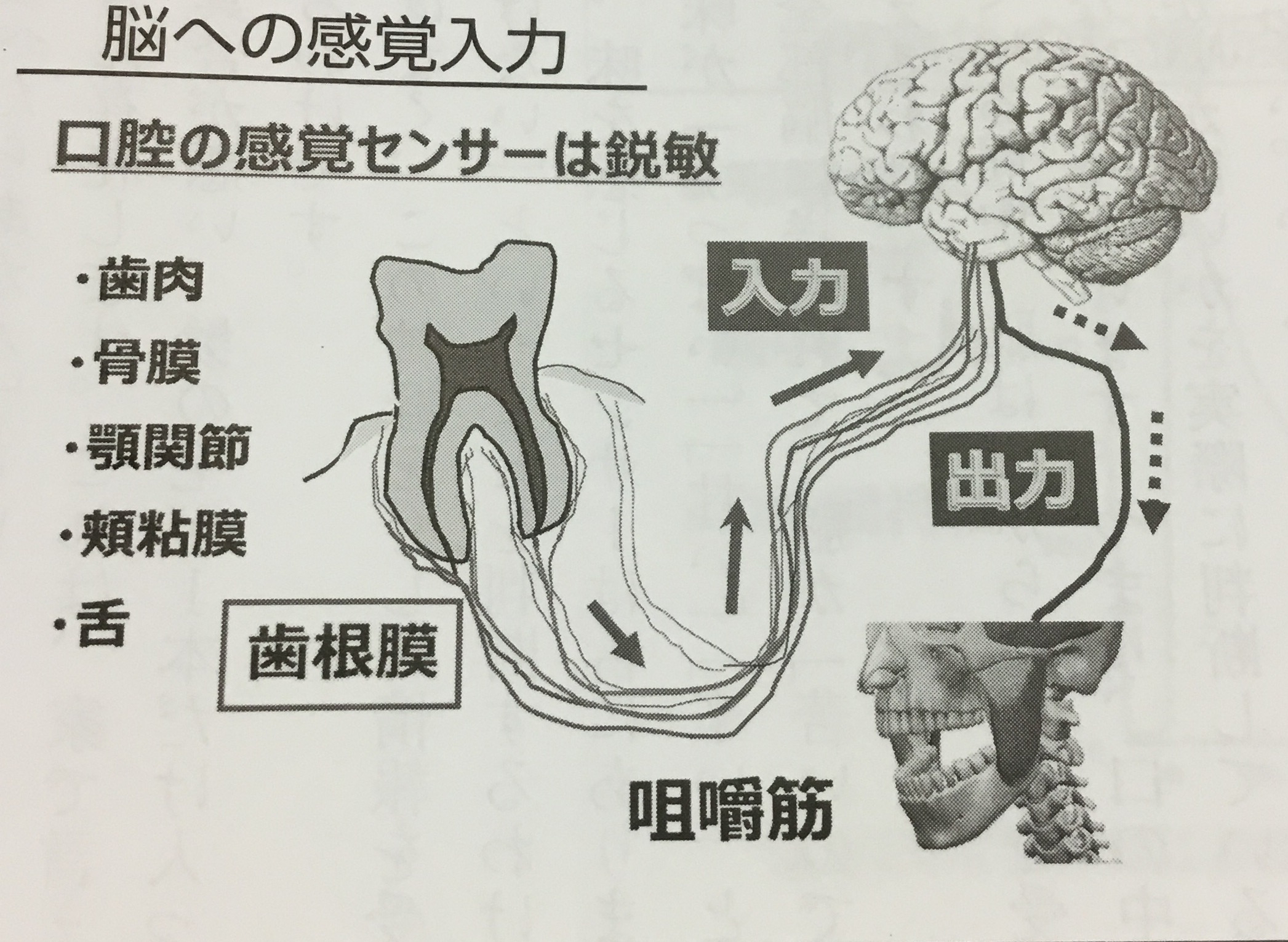 歯根膜は鋭敏なセンサー