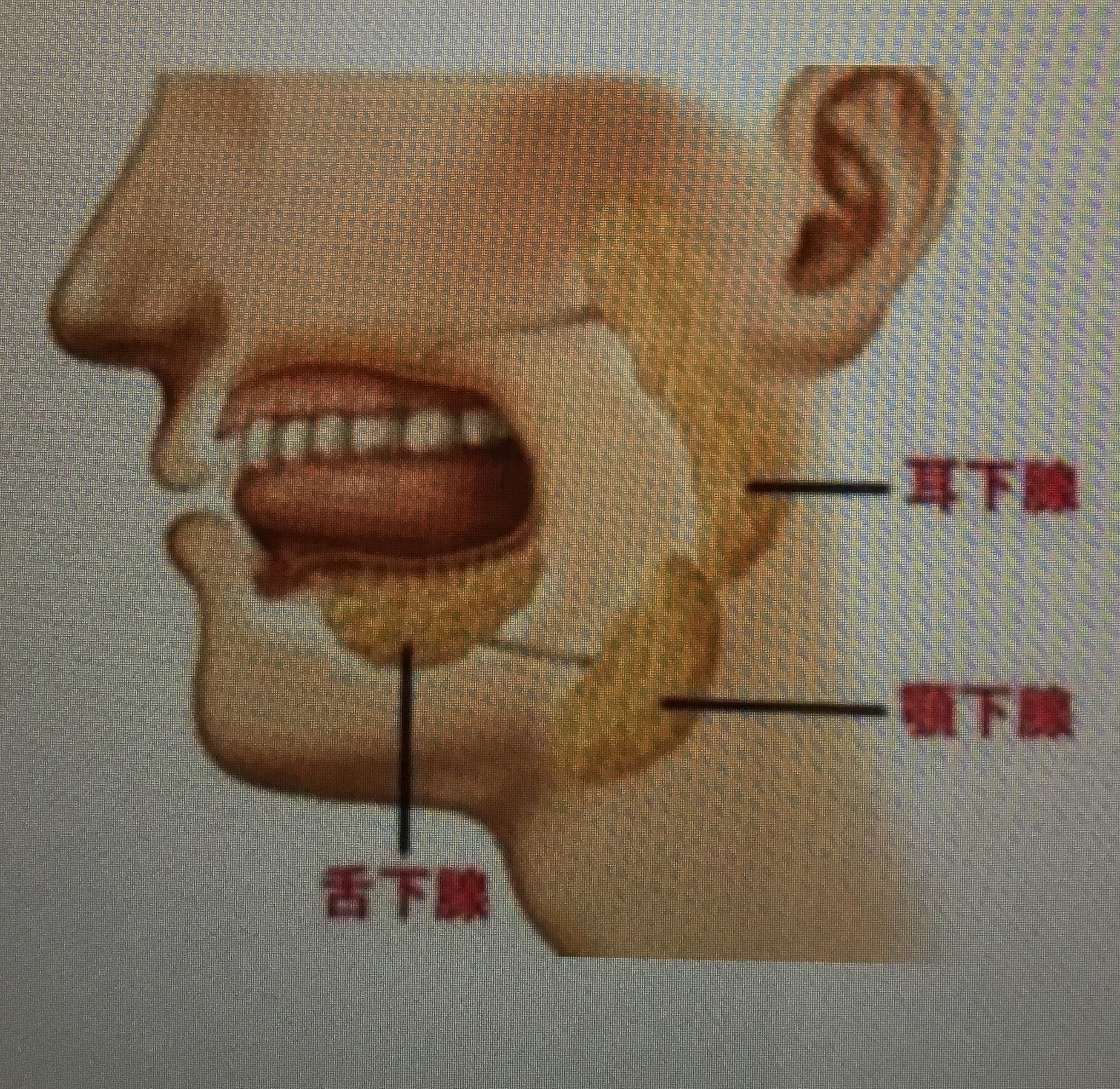 3つの唾液腺