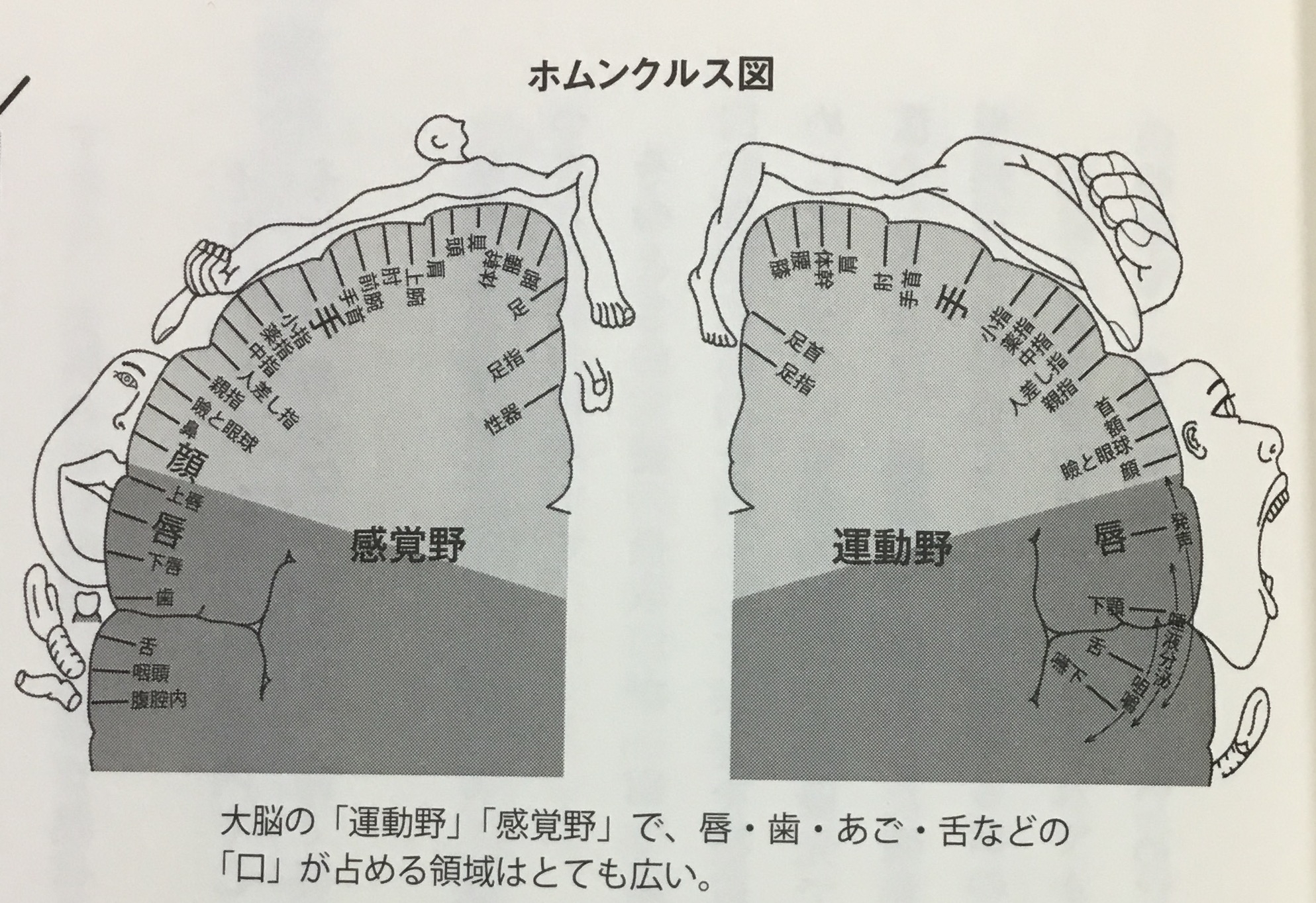 ホムンクルス